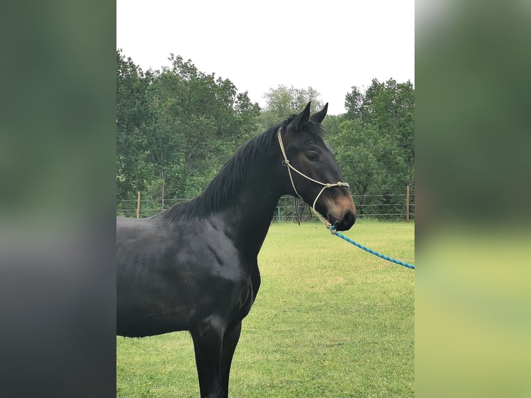 Maremmano Hingst 1 år Mörkbrun in Serra sant&#39;abbondio