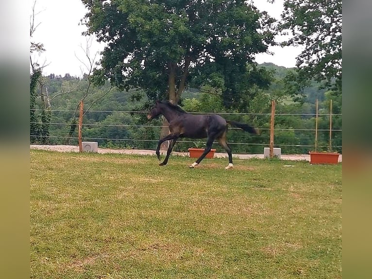 Maremmano Hingst 1 år Mörkbrun in Serra sant&#39;abbondio