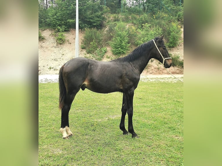 Maremmano Hingst 1 år Mörkbrun in Serra sant&#39;abbondio