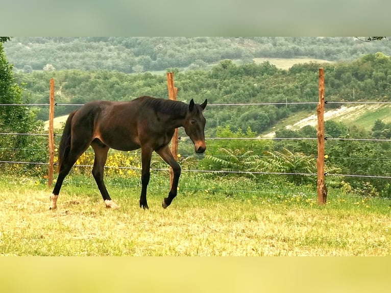 Maremmano Hingst 1 år Mörkbrun in Serra sant&#39;abbondio