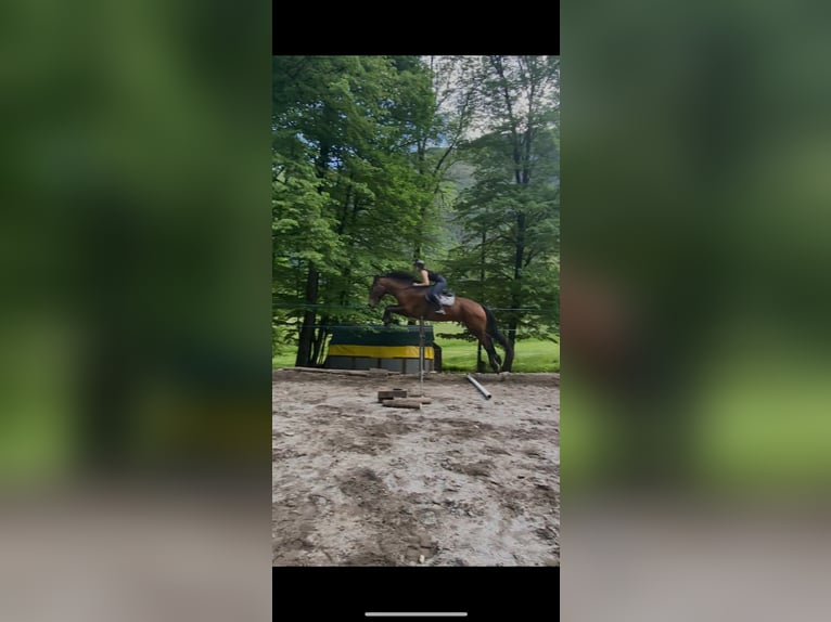 Maremmano Croisé Hongre 15 Ans 178 cm Bai in Cama