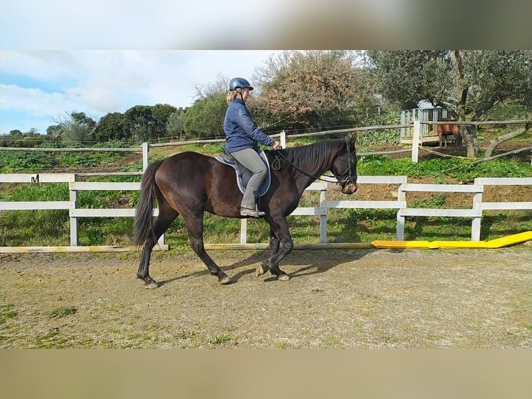 Maremmano Hongre 5 Ans 161 cm Bai brun foncé in Istia D'Ombrone