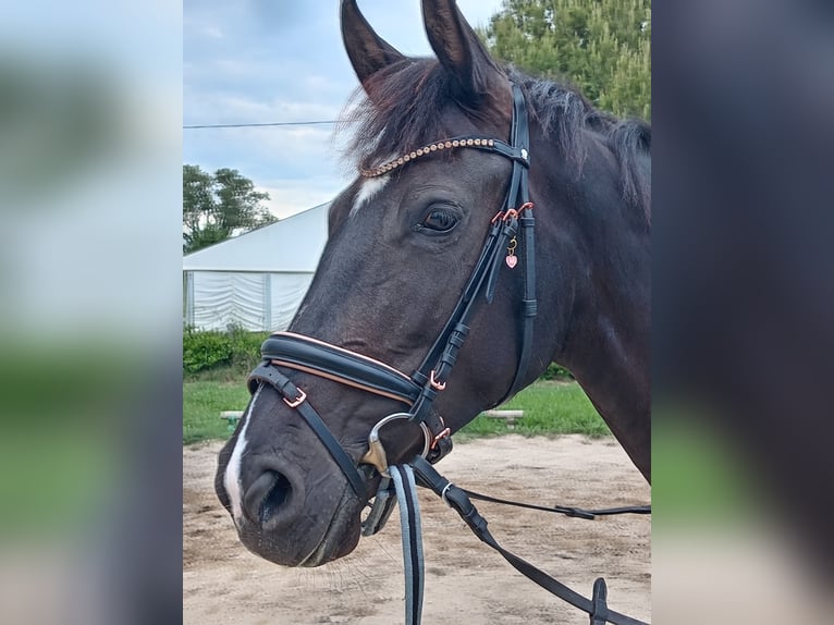 Maremmano Klacz 5 lat 160 cm Kara in Porto Sant'Elpidio