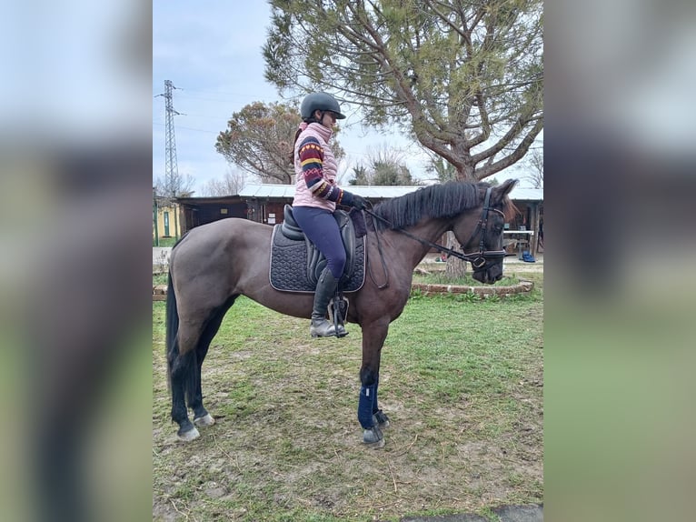 Maremmano Mare 5 years 15,2 hh Black in Porto Sant'Elpidio