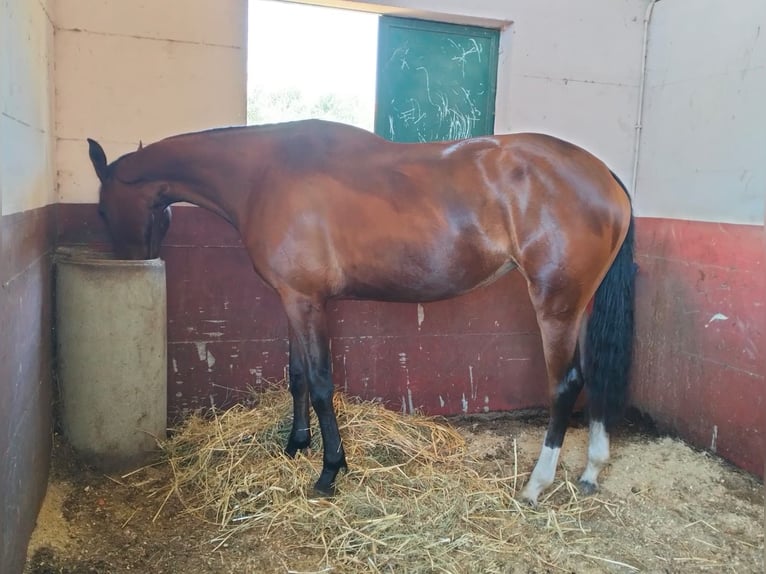 Maremmano Mare 5 years 16.1 hh Brown in Vitorchiano
