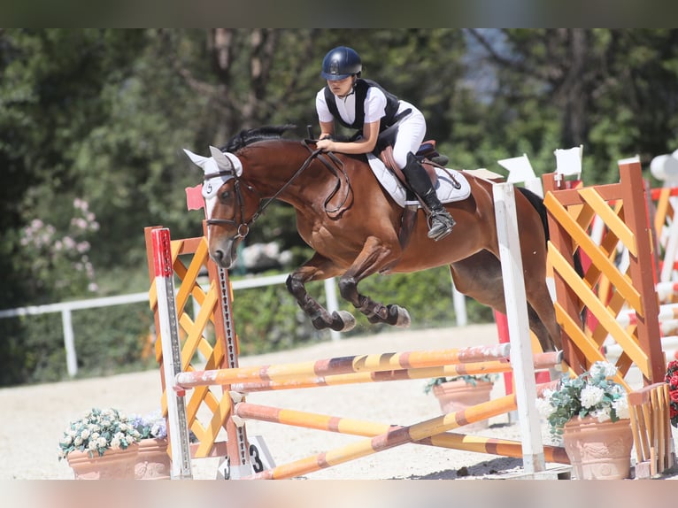 Maremmano Mare 5 years 16.1 hh Brown in Vitorchiano