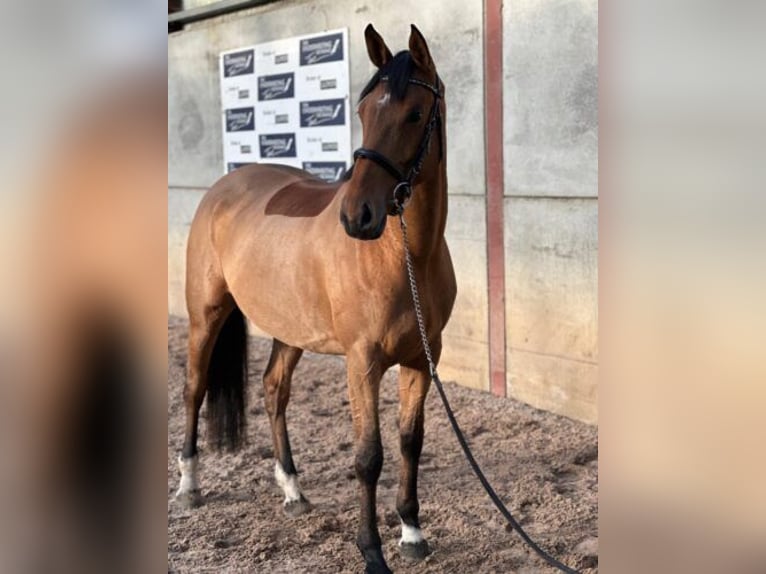 Maremmano Mare 5 years 16,1 hh Bay in Tampa