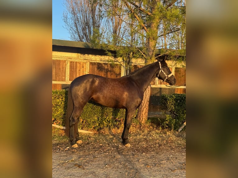 Maremmano Mare 6 years 15,2 hh Black in Porto Sant'Elpidio