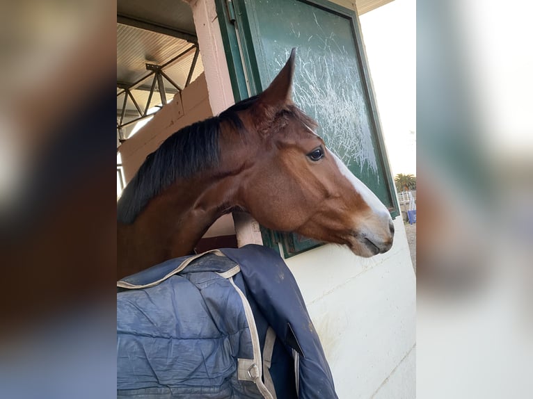Maremmano Merrie 5 Jaar 168 cm Bruin in Vitorchiano