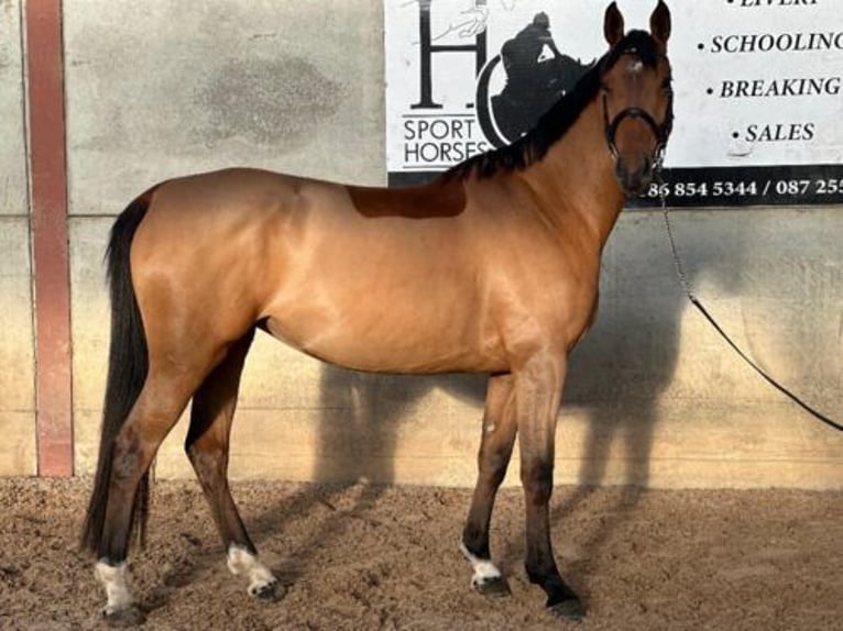 Maremmano Merrie 5 Jaar 168 cm Roodbruin in Tampa