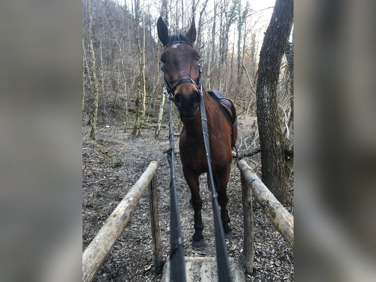 Maremmano Mix Ruin 15 Jaar 178 cm Bruin in Cama