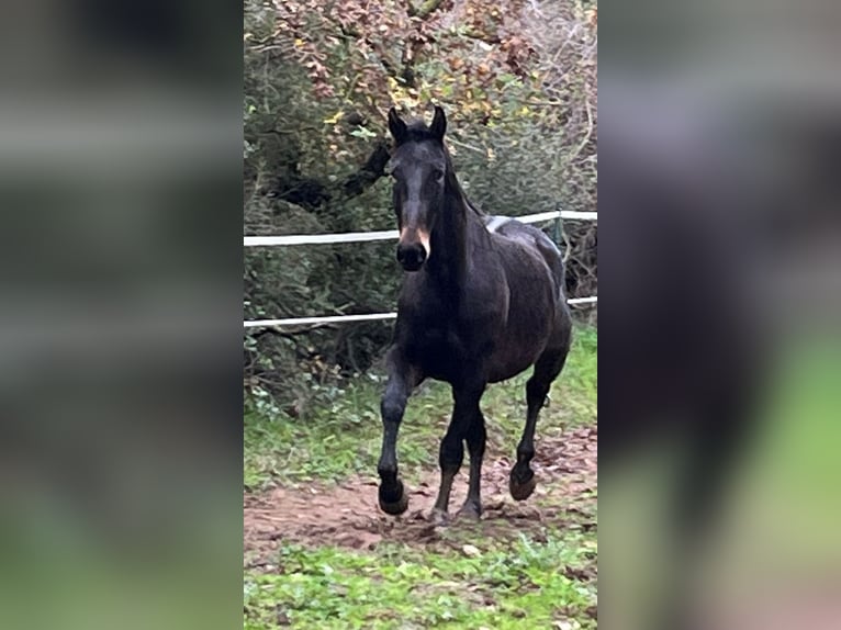 Maremmano Ruin 5 Jaar 161 cm Zwartbruin in Istia D'Ombrone