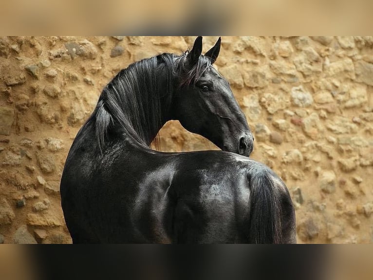 Maremmano Stallion 7 years 16,2 hh Smoky-Black in Magliano in Toscana