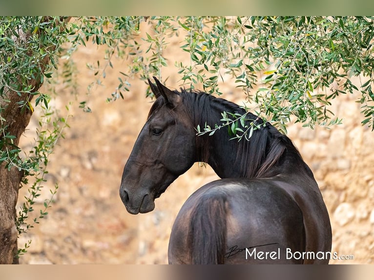 Maremmano Stallion 7 years 16,2 hh Smoky-Black in Magliano in Toscana