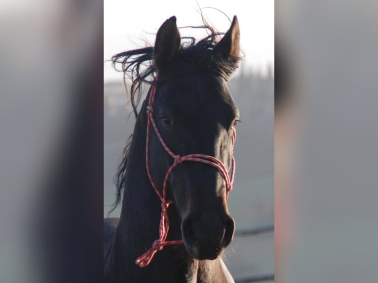 Maremmano Stallion 8 years 16,2 hh Smoky-Black in Magliano in Toscana