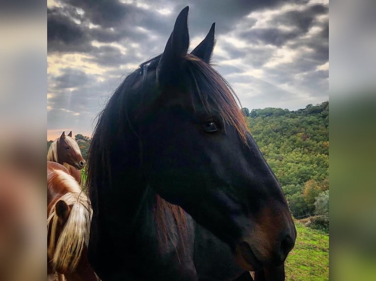 Maremmano Stallion 8 years 16,2 hh Smoky-Black in Magliano in Toscana
