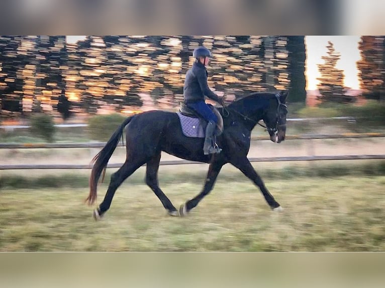 Maremmano Stallion 9 years 16,2 hh Smoky-Black in Magliano in Toscana