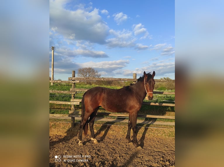 Maremmano Stallone 2 Anni 170 cm Baio scuro in Le Mosse