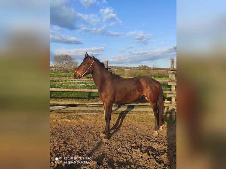 Maremmano Stallone 2 Anni 170 cm Baio scuro in Le Mosse