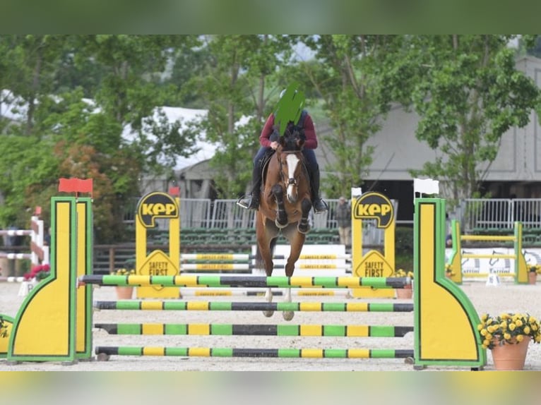 Maremmano Stute 5 Jahre 168 cm Brauner in Vitorchiano