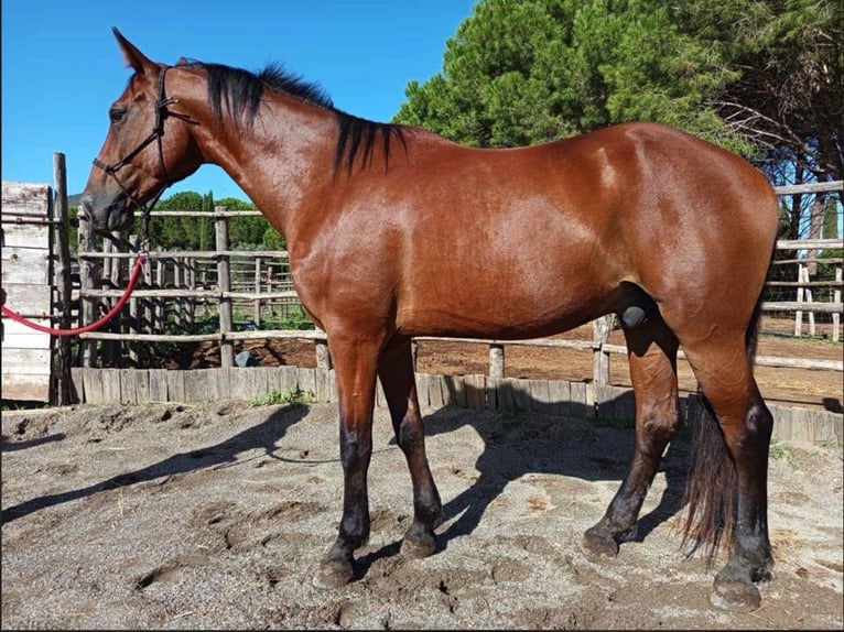 Maremmano Wałach 10 lat 171 cm Ciemnokasztanowata in Grosseto