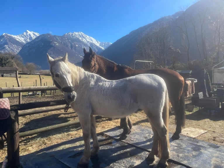 Maremmano Mix Wałach 15 lat 178 cm Gniada in Cama