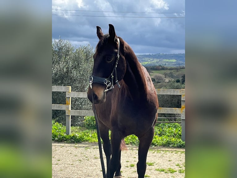 Maremmano Wałach 5 lat 161 cm Skarogniada in Istia D'Ombrone