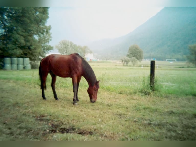 Maremmano Mix Wallach 15 Jahre 178 cm Brauner in Cama