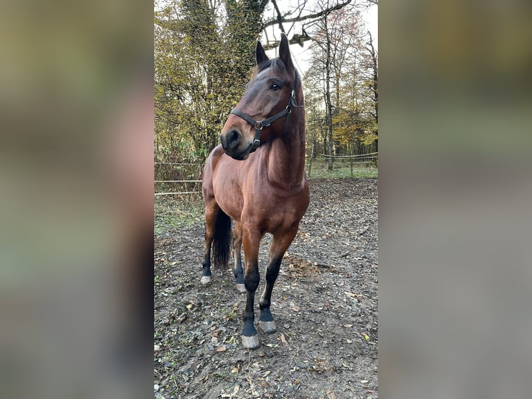 Maremmano Mix Wallach 15 Jahre 178 cm Brauner in Cama