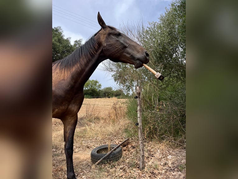 Maremmano Wallach 5 Jahre 161 cm Schwarzbrauner in Istia D'Ombrone