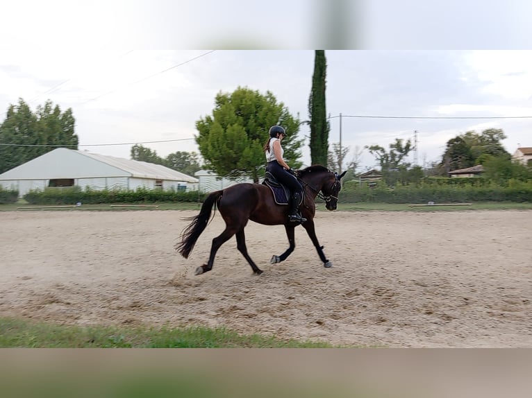Maremmano Yegua 6 años 160 cm Negro in Porto Sant'Elpidio