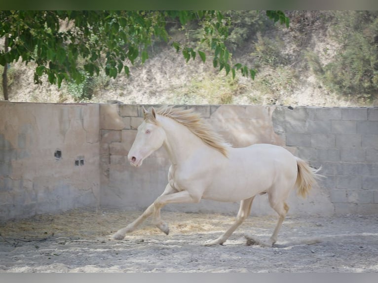 MARQUES CXXXIII PRE Hingst Palomino in Alcoy