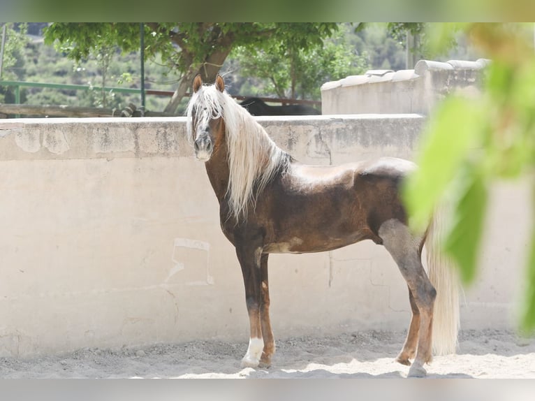 MARQUES CXXXIII PRE Hingst Palomino in Alcoy