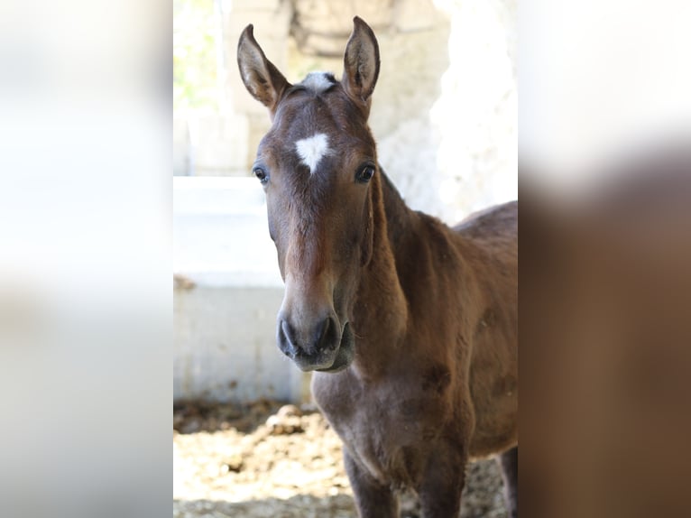 MARQUES CXXXIII PRE Stallion in Alcoy
