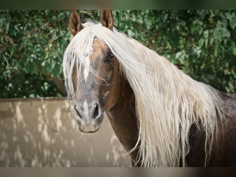 MARQUES CXXXIII PRE Stallion in Alcoy