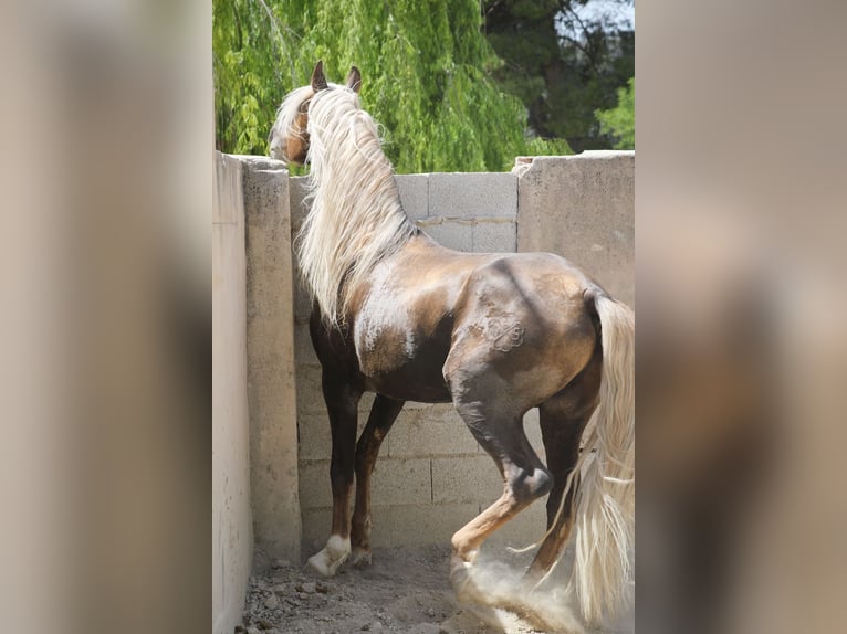 MARQUES CXXXIII PRE Stallion in Alcoy