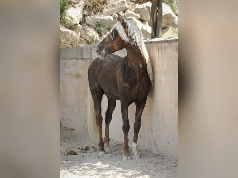 MARQUES CXXXIII PRE Stallone Palomino in Alcoy