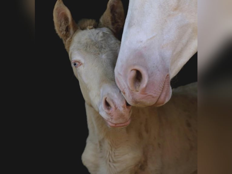 MARQUES CXXXIII PRE Stallone Palomino in Alcoy