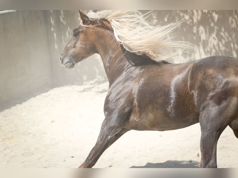 MARQUES CXXXIII PRE Stallone Palomino in Alcoy