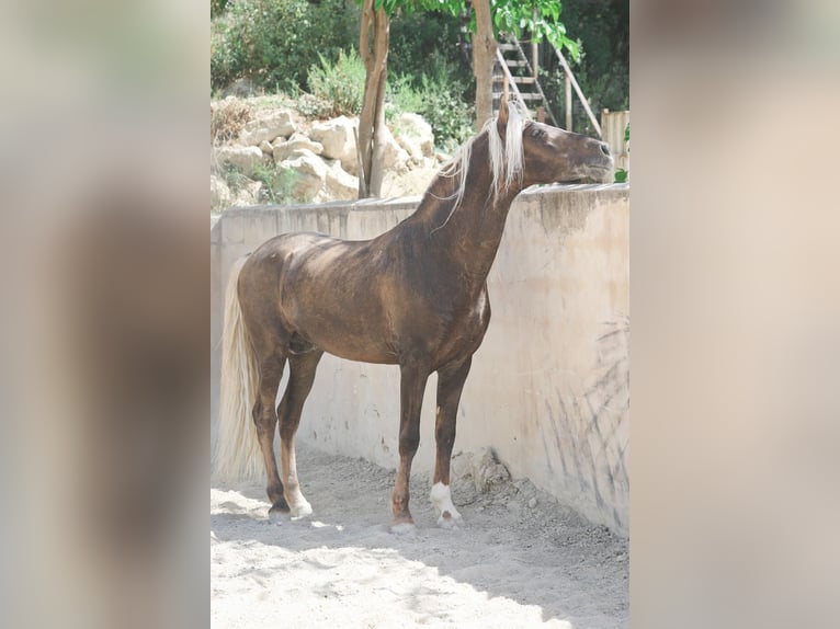 MARQUES CXXXIII PRE Stallone Palomino in Alcoy