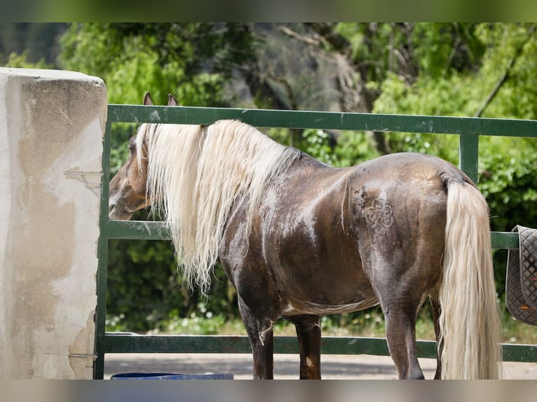 MARQUES CXXXIII PRE Stallone Palomino in Alcoy