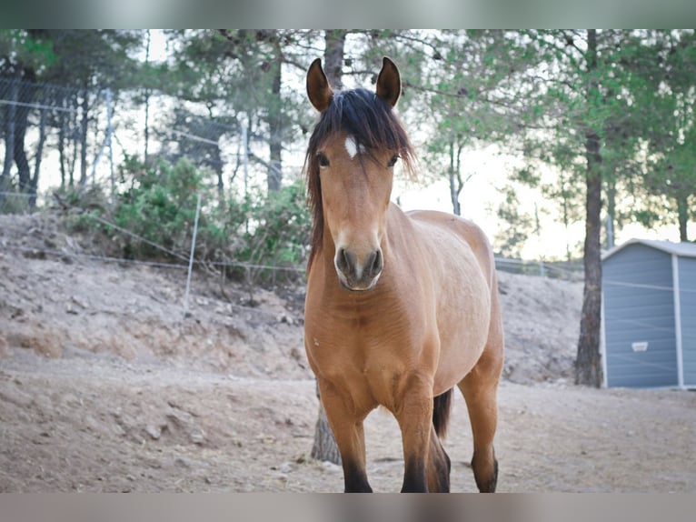MARQUES CXXXIII PRE Stallone Palomino in Alcoy