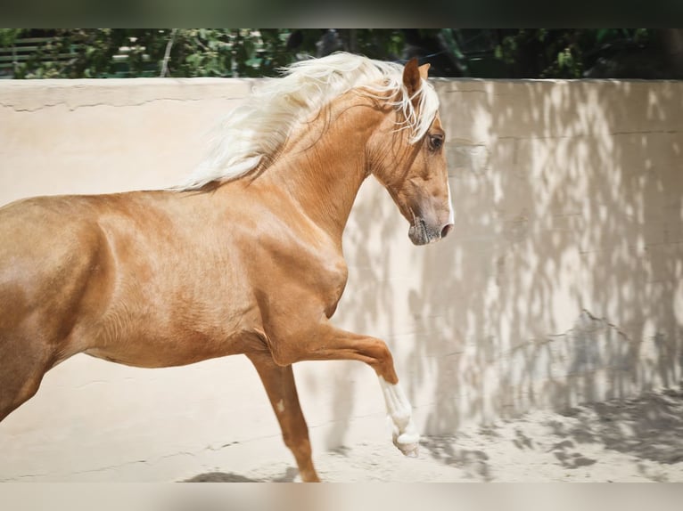 MARQUES CXXXIII PRE Stallone Palomino in Alcoy