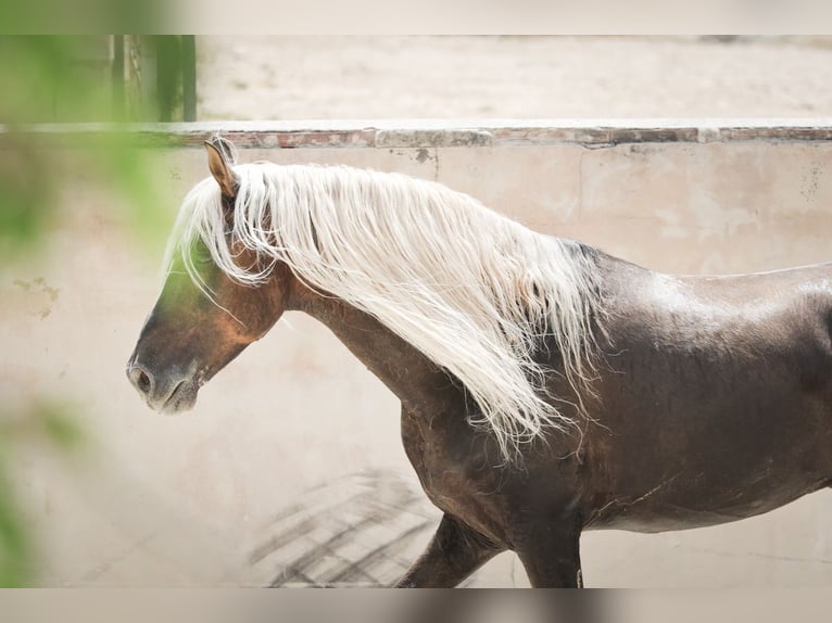 MARQUES CXXXIII PRE Stallone Palomino in Alcoy
