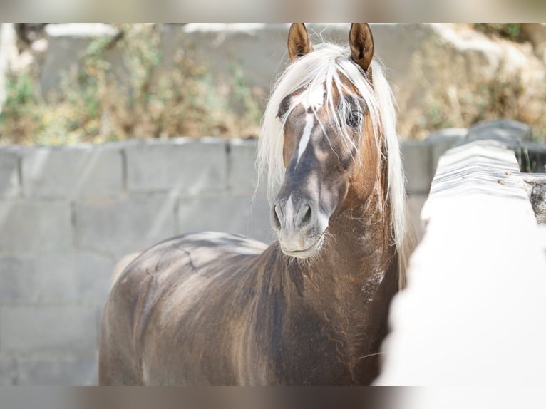 MARQUES CXXXIII PRE Stallone Palomino in Alcoy