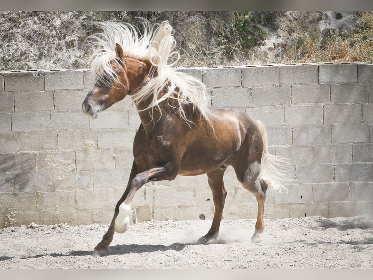 MARQUES CXXXIII PRE Stallone Palomino in Alcoy