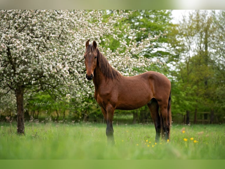 Marwari Caballo castrado 3 años 158 cm Castaño in Cochem