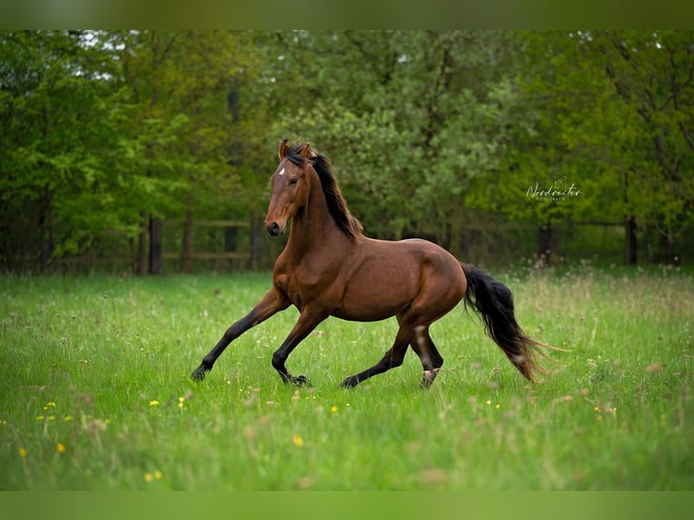 Marwari Gelding 3 years 15,2 hh Brown in Cochem