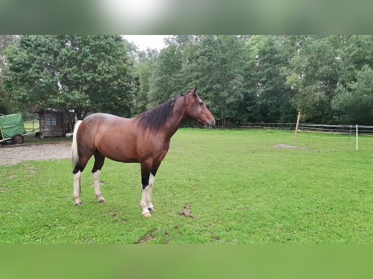 Más caballos centroeuropeos Caballo castrado 10 años 150 cm Pío in Hirschau