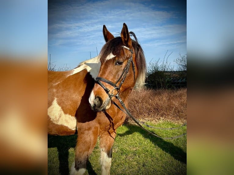 Más caballos centroeuropeos Caballo castrado 10 años 153 cm Pío in Pelmberg
